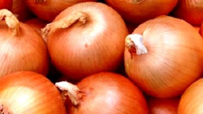 햇양파 장아찌 만들기? 3kg, 5kg, 10kg 국내산 황토햇양파 꿀팁 대방출! ✨